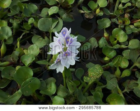 Flute Flower In The Pond With A Dirty Environment