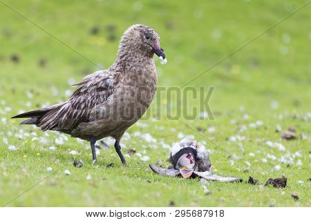 Great Skua Standing On A Green Grass Eating A Puffin It Killed