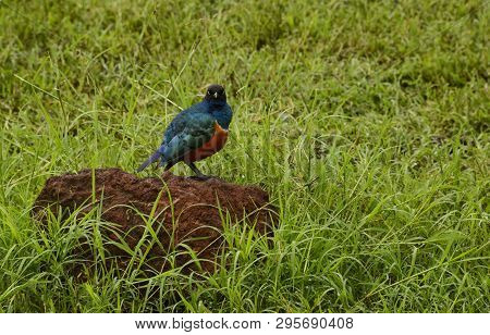 Emerald Starling African Bird Standing On A Rock In Grasslands Of Serengeti, Tanzania, Africa