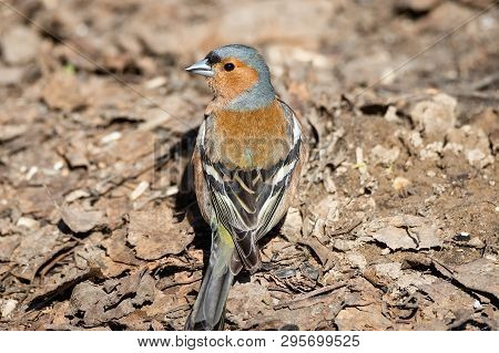 Little Colorful Bird On The Ground In The Forest On A Dark Brown Background. Finch On The Earth.