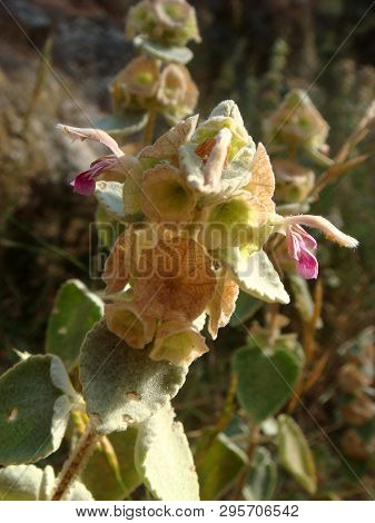 Ballota Acetabulosa Wild Flower Lamiaceae Family Macro Background Wallpapers Fine Prints.