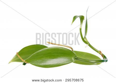 Branch Of Vanilla Planifolia Or Flat-leaved Vanilla Plant With Green Foliage Isolated On White Backg