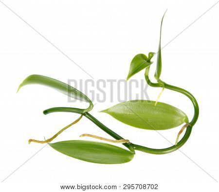 Branch Of Vanilla Planifolia Or Flat-leaved Vanilla Plant With Green Foliage Isolated On White Backg