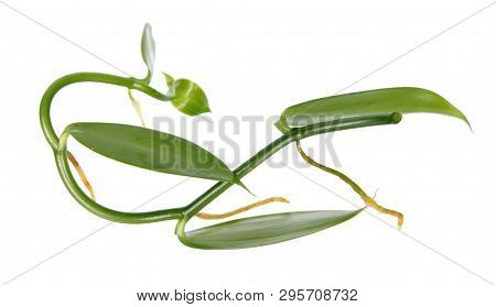 Branch Of Vanilla Planifolia Or Flat-leaved Vanilla Plant With Green Foliage Isolated On White Backg