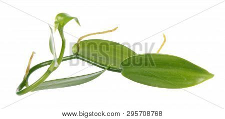 Branch Of Vanilla Planifolia Or Flat-leaved Vanilla Plant With Green Foliage Isolated On White Backg