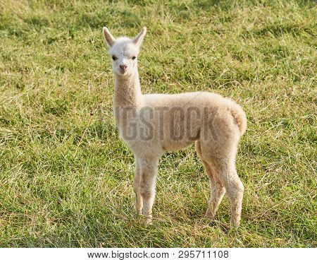 Baby Alpaca Waking In Grass With Fense