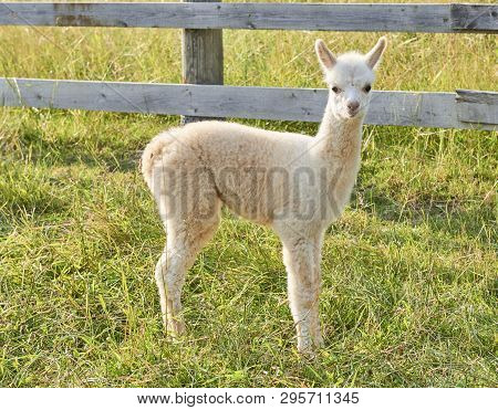 Baby Alpaca Waking In Grass With Fense