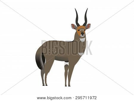 Illustration Of A Meneliks Bushbuck, Tragelaphus Seriptus Meneliki