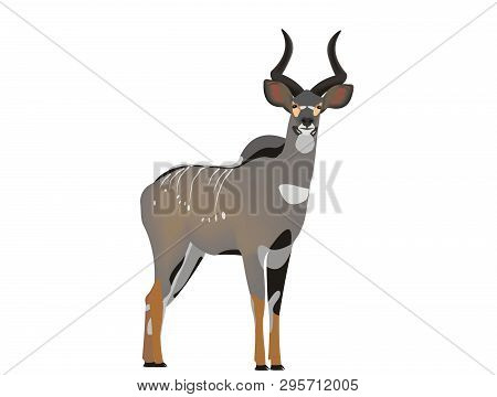 Illustration Of A Mountain Nyala, Tragelaphus Buxtoni