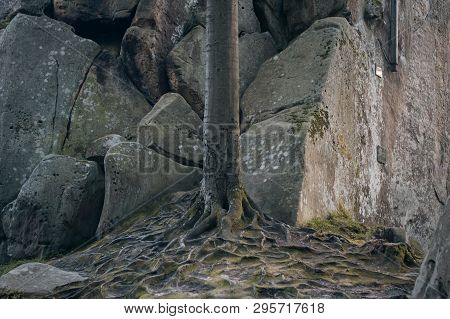 Old Tree In Mountain With Root Web;
