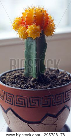 Yellow Cactus In A Brown Pot, Closeup Home Cactus