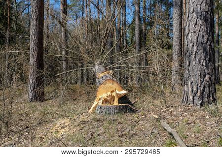 Conifers Cut By A Power Saw. Acquiring Wood In A Wooded Area.