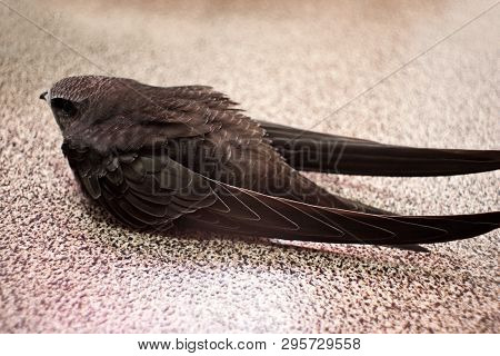 Swift Bird On In Balcony On Floor Surface