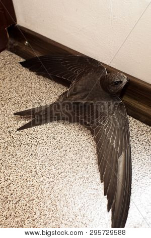 Swift Bird On In Balcony On Floor Surface