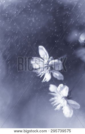 White Cherry Flowers On Gray Blurred Background With Water Drops In The Air. Place For Text. Soft Fo
