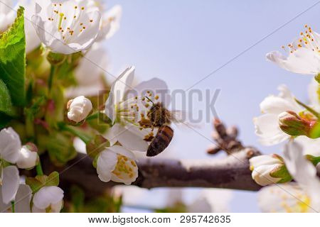 A Bee Flies To The Flowers In Flight To Collect Pollen And Nectar. Flowering Gardens Pollinate The B
