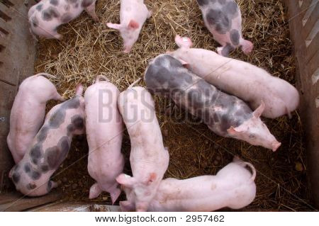 Świń w Pigpen