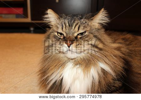 Fluffy Norwegian Forest Cat Looks Contemptuously. Pet.