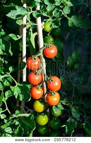 Alicante Tomatoes Ripening On A Truss On The Plant.