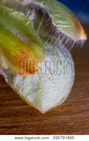Phase Of Chestnut Bud Opening. Contrast Appearance On Wooden Background. Sunlit With Details Seen. T