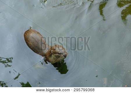 Otter Top View Shot Taken Of This Beautiful Animal In Water With Ripples And Reflections.