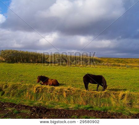 cavalos