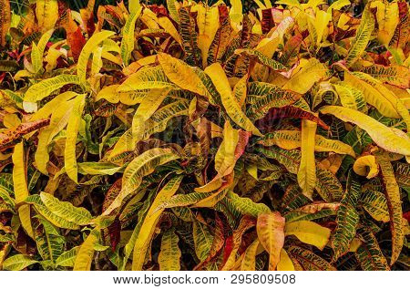 Backround With Variegated And Colored Leaves On A Bush Growing In A Garden. Dew Drops On Them.
