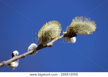 Pussy Willow Branch Isolated On Blue Sky Background. Verba Flowers In Spring Forest, Easter Symbol