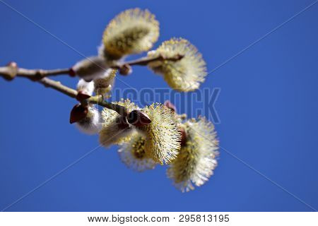 Pussy Willow Branch Isolated On Blue Sky Background. Verba Flowers In Spring Forest, Easter Symbol