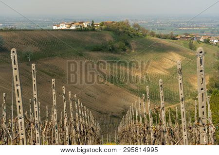 Oltrepo Pavese, Pavia, Lombardy, Italy: Country Landscape Of The Vineyards In Springtime (april)