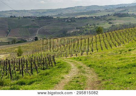 Oltrepo Pavese, Pavia, Lombardy, Italy: Country Landscape Of The Vineyards In Springtime (april)
