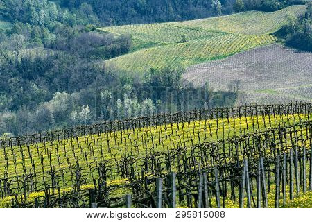 Oltrepo Pavese, Pavia, Lombardy, Italy: Country Landscape Of The Vineyards In Springtime (april)