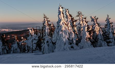 Snow On Fir Trees On The Harz Mountain In Germany. The Sunset Casts An Orange Color On The Snow.