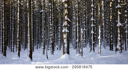 A View At The Woods On A Hiking Trail Up To The Harz Mountain In Germany. Fresh Snow Is Everywhere.