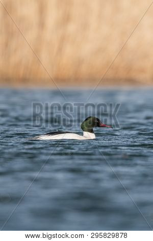 Beautiful nature scene with bird Common merganser (Mergus merganser). Wildlife shot of bird on the p