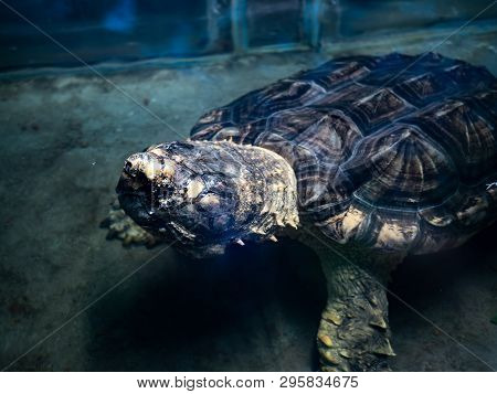 Old alligator snapping turtle submerging in shallow water with head above the surface.