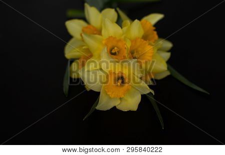Close-up Of A Bouquet Of Yellow Daffodils On A Black Background