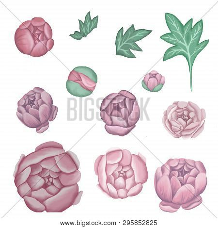 Painted Pink Peonies On A Light Background