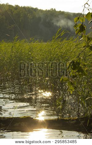 Reed On The Lake In The Sun