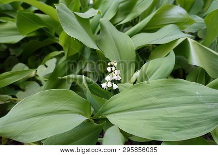 Raceme Of White Flowers Of Lily Of The Valley