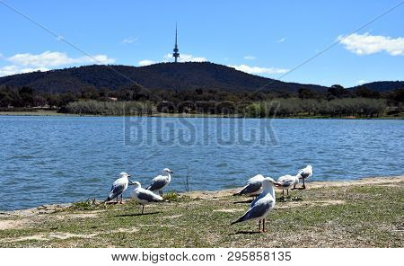 Seagulls Sunbathing In The Foreground. Panoramic View Of Black Mountain Tower (telstra Tower) And La
