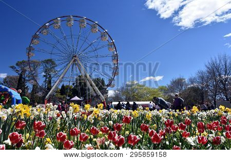 Canberra, Australia - Sept 29, 2018. Ferris Wheel At The Spring Festival Of Floriade. Masses Of Tuli