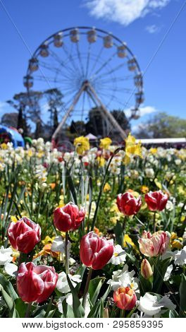 Focus On Masses Of Tulips In Front Of The Ferris Wheel At Floriade In Commonwealth Park (canberra, A