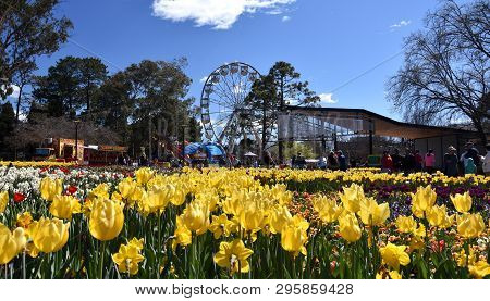 Canberra, Australia - Sept 29, 2018. Ferris Wheel At The Spring Festival Of Floriade. Masses Of Tuli