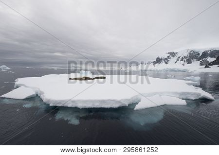 Crabeater Seal Resting On Ice Flow, Antarctica