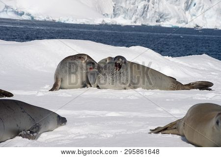 Crabeater Seal Resting On Ice Flow, Antarctica
