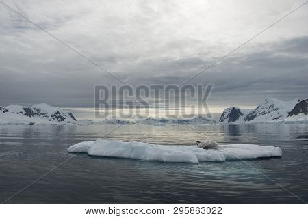 Crabeater Seal Resting On Ice Flow, Antarctica