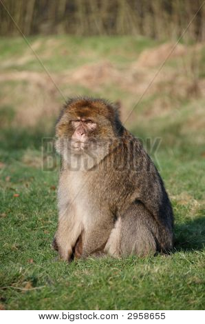 Barbary makak