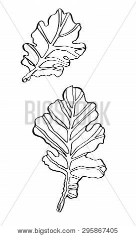 Decorative Vector Illustration Oak Leaves With Streaky On White Background