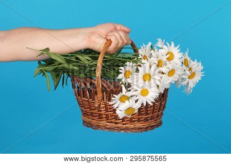 Сhamomile Flowers In The Wicker Basket In Hand On Blue Background